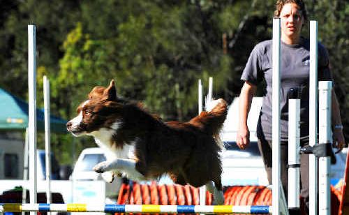 Barbara Evans and her trusty partner Claire, from Cessnock, fly through one of the classes at the agility trails at the weekend. Barbara Evans and her trusty partner Claire, from Cessnock, fly through one of the classes at the agility trails at the weekend.